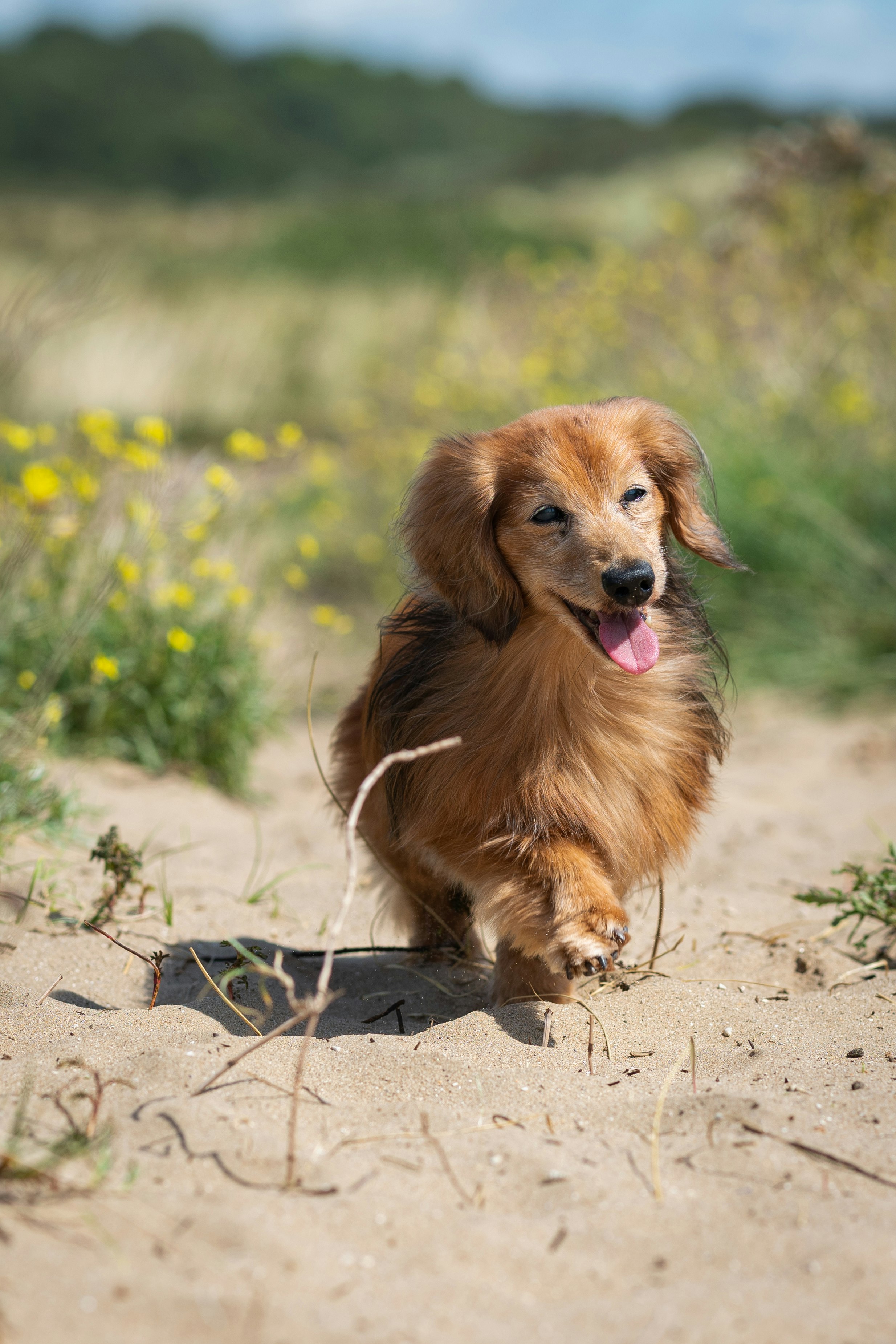 long-coated brown dachshund on dirt